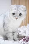 Scottish Fold Cat Breed Profile | Petfinder
