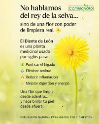 DIENTE DE LEÓN🦁🦁 No, no hablamos del rey de la selva...🦁 Hablamos de una  flor que purifica, renueva y despierta tu energía natural. 🌼 Mientras  otros buscan fuerza en lo externo, el