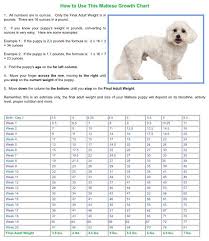 60 Rational Maltese Puppy Weight Chart