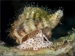 Image result for Streptocarpus montis-bingae