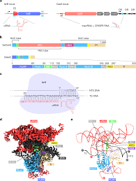 Structure of the OMEGA nickase IsrB in complex with ωRNA and target DNA |  Nature