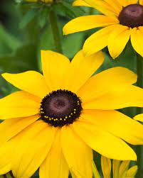 Your Ultimate Guide To Flowering Perennials Which Popular Plants Bloom When Black Eyed Susan Flower Black Eyed Susan Beautiful Flowers Garden
