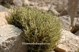 Image result for Salsola