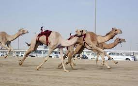 Al shahaniya racetrack travelers' reviews, business hours, introduction, open hours. Al Shahaniya Camel Racetrack Ash Shahaniyah Qatar Atlas Obscura