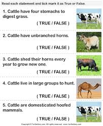 Cattle Facts True Or False Worksheet 1 Facts Animal Worksheets Farm Unit