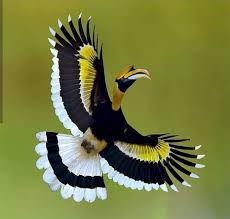 Pin By Serkan Soyluoglu On Nature Pretty Birds Pet Birds Beautiful Birds