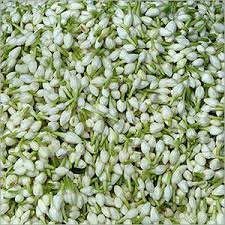 We did not find results for: Dried Jasmine Flower Wholesale Supplier And Manufacturer In India