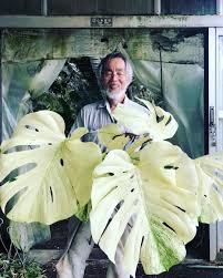 Boyswithplants Japan Monstera Whitemonstera Botanical Houseplants Indoorplants Plants Rareplants Philodendron Plant Philodendron Monstera White Plants