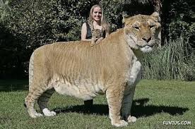 Wild nature is a home for many animals, which the world cannot exist without. 20 Cool Wild Hybrid Animals Funzug Com