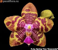 Pin De Anna Borcon Em Orchids Orquideas Cactos Suculentas