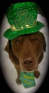 Pin On St Patrick S Day Pets