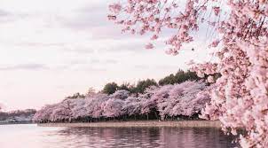 Find the best sakura wallpaper hd on getwallpapers. Cherry Blossom 4k Wallpaper Kolpaper Awesome Free Hd Wallpapers