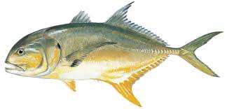 ᐅ Caño de Martín Peña fishing reports🎣• San Juan, Puerto Rico fishing