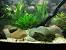 Diy Aquarium Rock Structures