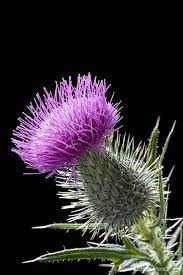Pin On Botanical Beauties