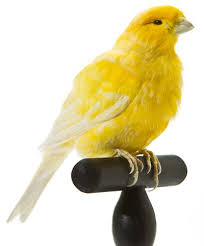 Uk Birds With Yellow Feathers Canary Bright Yellow White Canary Birds Birds And The Bees Canary