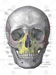 Get more examples at proko.com/anatomy! Painting Illustration Drawing Diagram Human Skull Bone Anatomy Art Print Mp5351b 5054270270965 Ebay