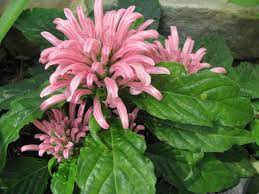 Jacobina Aka Brazilian Plume Flower Flamingo Flower Justicia Carnea In My Yard June 2014 Flower Pictures Flowers Plants