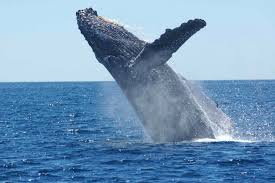 A blue whale calf can drink 250 litres of its mother's milk every day. A Better Pregnancy Test For Whales Eurekalert Science News