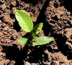 Image result for Teramnus repens