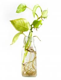 Maybe you would like to learn more about one of these? Pothos Plant Care And Propagation Tips Greener On The Inside