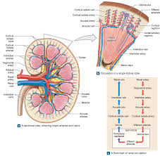 Learn more about how it functions. Pin On Med