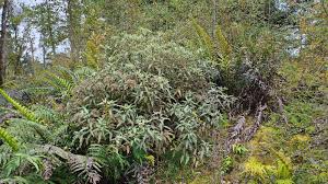 Image result for Rinorea ilicifolia