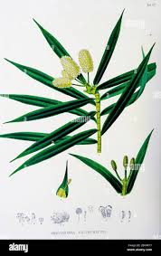 Image result for Pouzolzia bracteosa