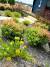 Cottage Gardens Front Yard