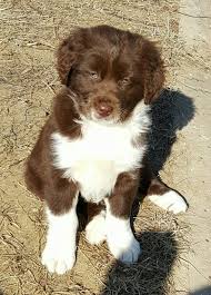 We did not find results for: Australian Shepherd And English Springer Spaniel Mix Hybrid Dogs Cute Animals English Shepherd
