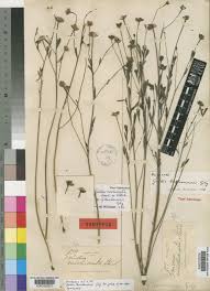 Image result for Vernonia ringoetii