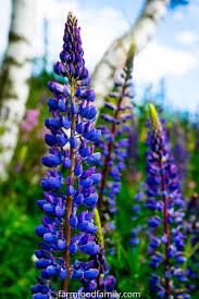 Blue flowers names and meanings. 50 Types Of Blue Flowers With Names Meaning And Pictures