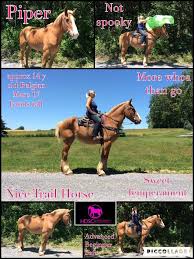How tall is a 19 hand horse in feet? Found A New Home Piper Approx 14 Year Old Belgian Mare 17 Hands Tall Advanced Beginner Safe More Whoa Than Go Nice Trail Horse Goes Alone A Horses Spooky Mare