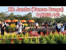 Warga pandeglang dan sekitarnya akhir2 di hebohkan dengan adanya tempat wisata baru yg menyegarkan mata ini, ya inilah kampung jambu, nah loh ko kampung. Taman Bunga Di Pandeglang Laco Blog