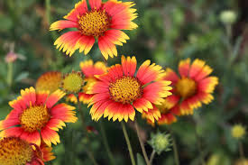 Native to north american prairies, the tall spiky flowers attract butterflies, bees, and other beneficial insect pollinators. Know About The 13 Easiest Plants To Grow In Florida