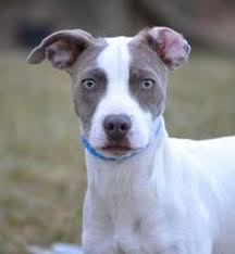 Näytä lisää sivusta nc dogs for adoption and lost/found facebookissa. Puppies For Adoption Asheville Nc The Y Guide