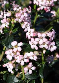 Image result for Escallonia