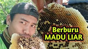 Pembayaran mudah, pengiriman cepat & bisa cicil 0%. Mencari Madu Asli Dari Lebah Liar Youtube