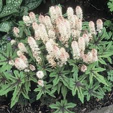 Foamflower begins to bloom in the end of spring or the beginning of summer; Mint Chocolate Foam Flower Finegardening