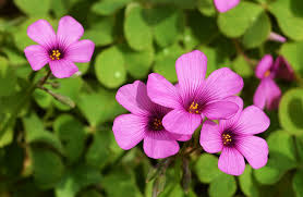 Oxalis Pink Wood Sorrel Not Native Not To Worry The Landscape Of Us Wood Sorrel Shamrock Plant Foam Flowers