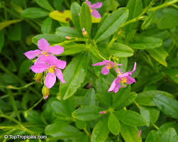 Image result for Talinum tenuissimum