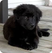It may be surprising to know, but adopting an australian shepherd puppy is possible. Houston Tx Border Collie Australian Shepherd Mix Meet Walter A Puppy For Adoption Http Www Adoptapet Co Working Dogs Australian Shepherd Puppy Adoption