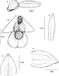 Image result for Polystachya kermesina