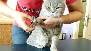 Kedi Tirnak Kesimi Yakin Cekim Kedi Hayvanlar Hayvanlar Alemi