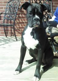 Black And White Boxer Puppy Tyson Black Reversed Brindle Boxer Brindle Boxer Boxer Dogs Boxer Pit Mix