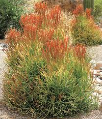 Image result for Euphorbia tirucalli