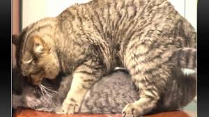 Animal Earth Cat Mating Cats Mating Close Up Mating Cat Ridiculou Animals Cats Youtube