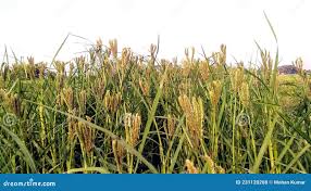 Image result for Eleusine africana