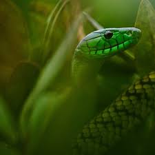 National Geographic On Instagram Photo By Mattiasklumofficial For Natgeo Like Other Elapid Snakes The Venom Of The Snake Venom Mamba Snake Snake Wallpaper