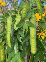 Image result for Senna bicapsularis